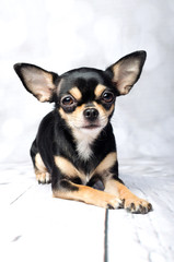 Studioportrait von einem Chihuahua 