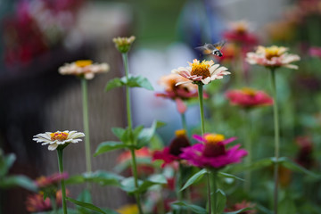 Obraz premium hummingbird hawk-moth flying over the flower in garden
