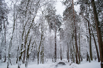 Winter forest landscape. The trees in winter.