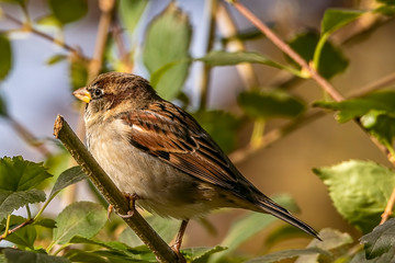 A house sparrow, Passer domesticus, perched on a tree limb. 
