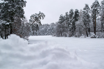 Winter forest landscape. The trees in winter.