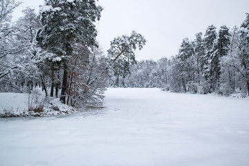 Winter forest landscape. The trees in winter.