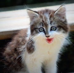 kitten