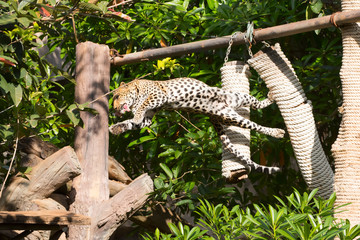 Leopard eating food on the tree.