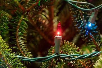 Close up of a string of Christmas holiday festive lights hung on a Frasier fir tree with copy space