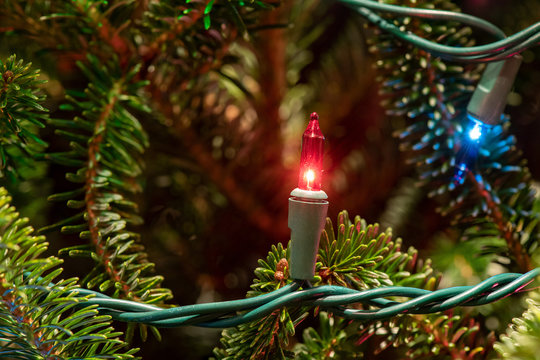 Close Up Of A String Of Christmas Holiday Festive Lights Hung On A Frasier Fir Tree With Copy Space