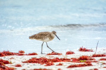 Wilson's Snipe (Gallinago delicata) on a Florida beach.