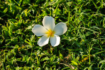 Plumeria flower on grass in the garden