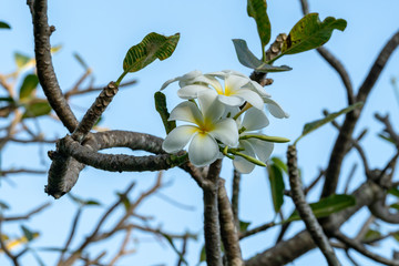 plumeria flowers,White plumeria flowers with sky.