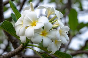 Fototapeta na wymiar plumeria flowers,White plumeria flowers with sky.