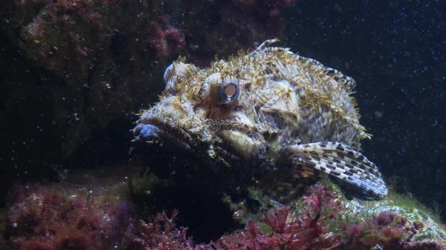 A stonefish is resting on the bottom of the aquarium.