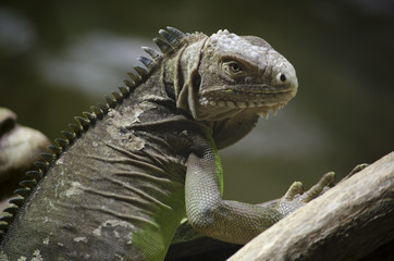 green iguana