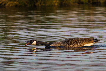 Kanadagans im Emsdettener Venn