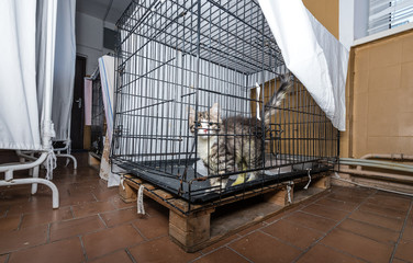 Sick cat in a hospital in a cage in a veterinary clinic