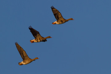 Blaessgaense im Flug