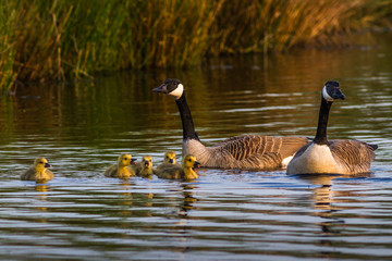 Kanadagaense mit Kueken