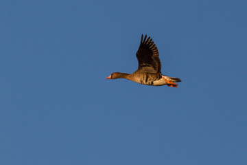 Blaessgaense im Flug