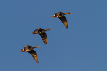 Blaessgaense im Flug