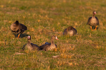 Blaessgaense auf einer Wiese im Abendlicht