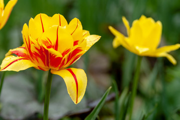Red and yellow tulips on a grass background