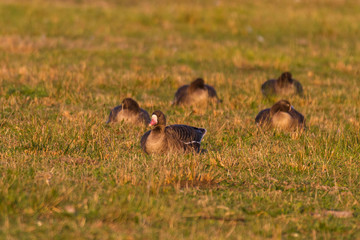 Blaessgaense auf einer Wiese im Abendlicht
