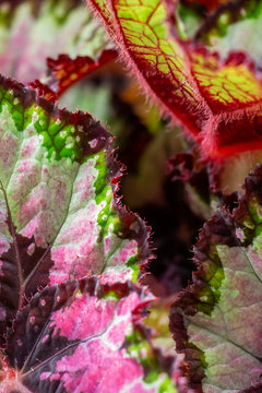 Abstract colorful blurred Begonia Rex, King Begonia Casey Corwin leaves, leaves margins, texture background, selective focus