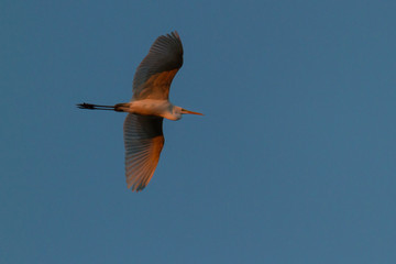 Silberreiher im Flug