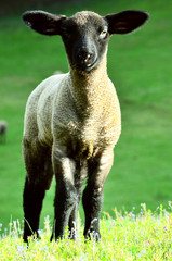 Naklejka premium sheep in field