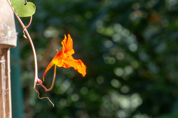orange flower with sun light