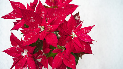 Christmas Poinsettia flower isolated: red petals and falling snowflakes on white snow background. Merry Christmas and Happy New Year concept. Floral border
