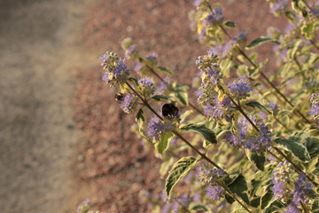 Bourdon fleur