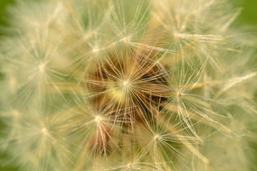 White dandelion fluff in the early spring