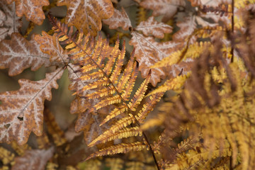 Golden fern in autumn