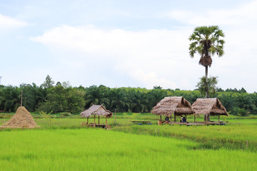 Scenery of rice farm land and cottages with cloudy sky background.
