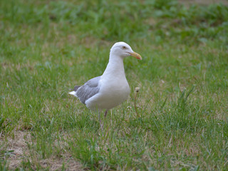 Fototapeta premium Goéland cendré .