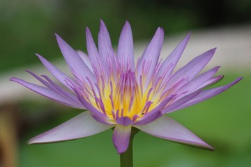 LOTUS flower,  it is beautiful flower that Buddhist take to give monk with the faith,  Thai people call DOK BUA.