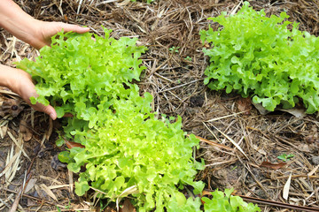 Closeup of organic fresh vegetables picking up by woman's hand in the garden.