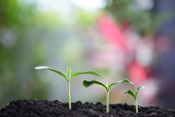 Young greens plant growing