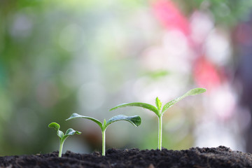Young greens plant growing
