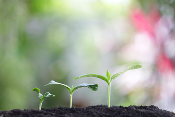 Young greens plant growing