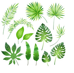 Tropische Palmblätter. Dschungel exotische Blattpalme königlicher Farn Plumeria. Sommer tropisches Paradies Strandurlaub, botanisches Set