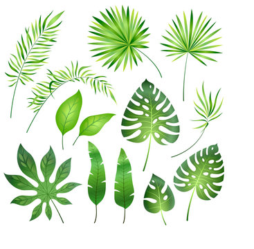 Tropical palm leaves. Jungle exotic leaf palm royal fern plumeria. Summer tropical paradise beach holiday, botanical set