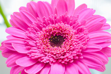Macro photography of a pink Gerbera flower