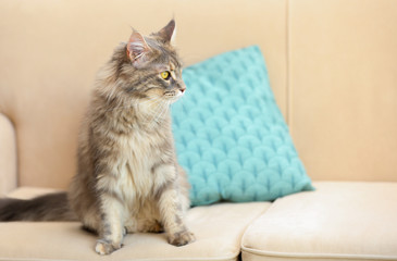 Adorable Maine Coon cat on couch at home. Space for text