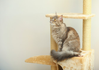 Adorable Maine Coon on cat tree at home. Space for text