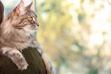 Woman with adorable Maine Coon cat at home, closeup. Space for text