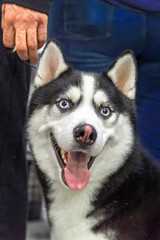 Portrait cheerful siberian husky dog with blue eyes on dark background. Cute portrait beautiful dog. Smiling husky face. Laughing young husky dog portrait. 