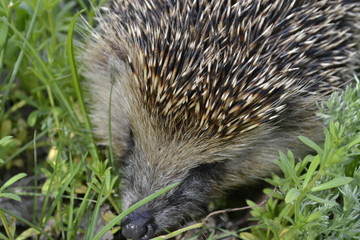 Природа,животные, дикие животные