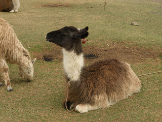 Fototapeta premium llama in Peru