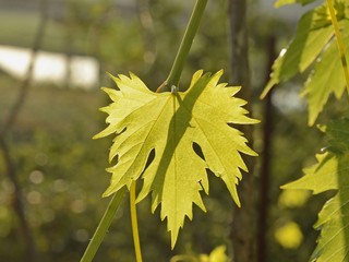 New grape vine leaf with ribs and veins in spring